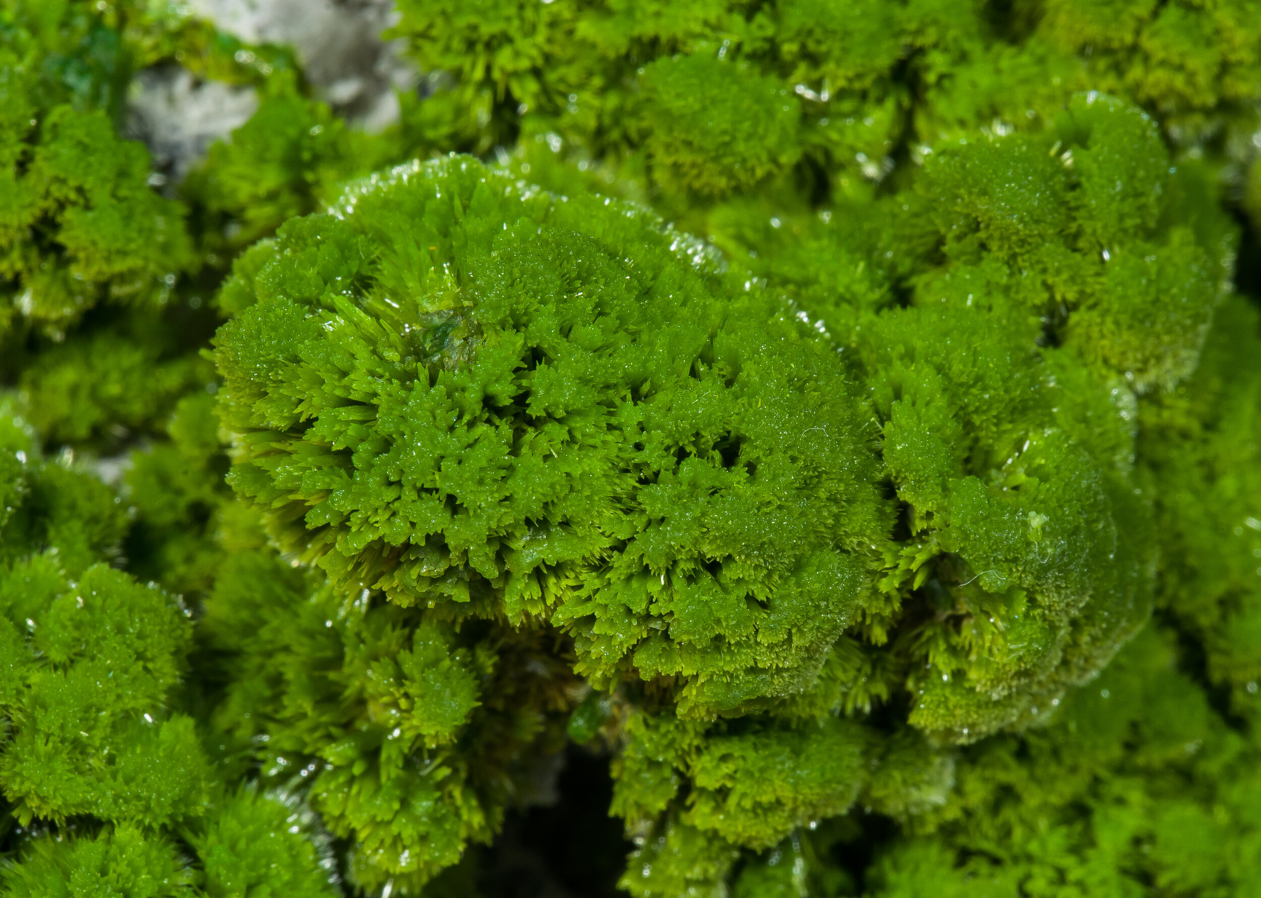 specimens/s_imagesAP3/Pyromorphite-TFA69AP3d.jpg