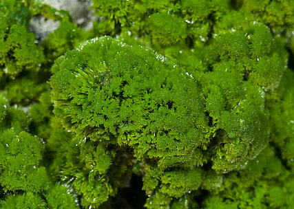 Pyromorphite. 