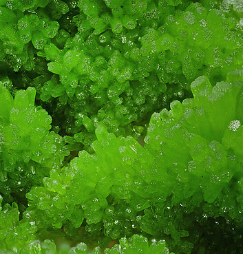 Pyromorphite with Baryte. Detail / Foto: Joaquim Calln