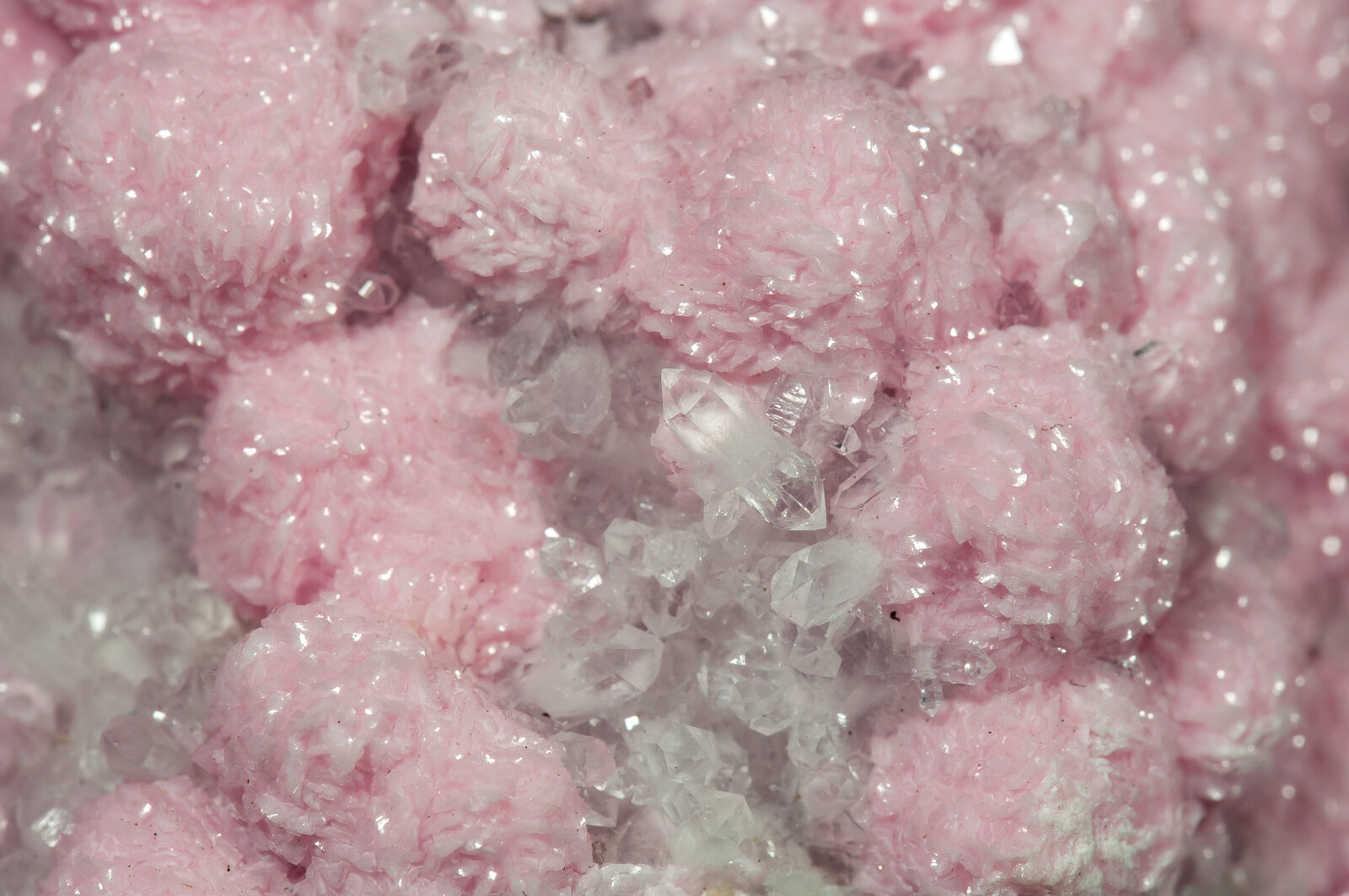 specimens/s_imagesAP5/Rhodochrosite-EJL47AP5d.jpg