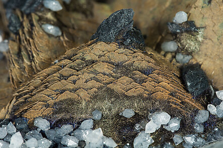 Calcite with Quartz and Gypsum with Boulangerite inclusions. 