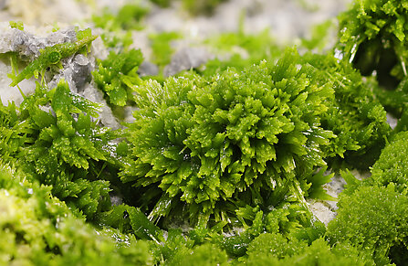 Pyromorphite. Detail / Photo: Joaquim Calln