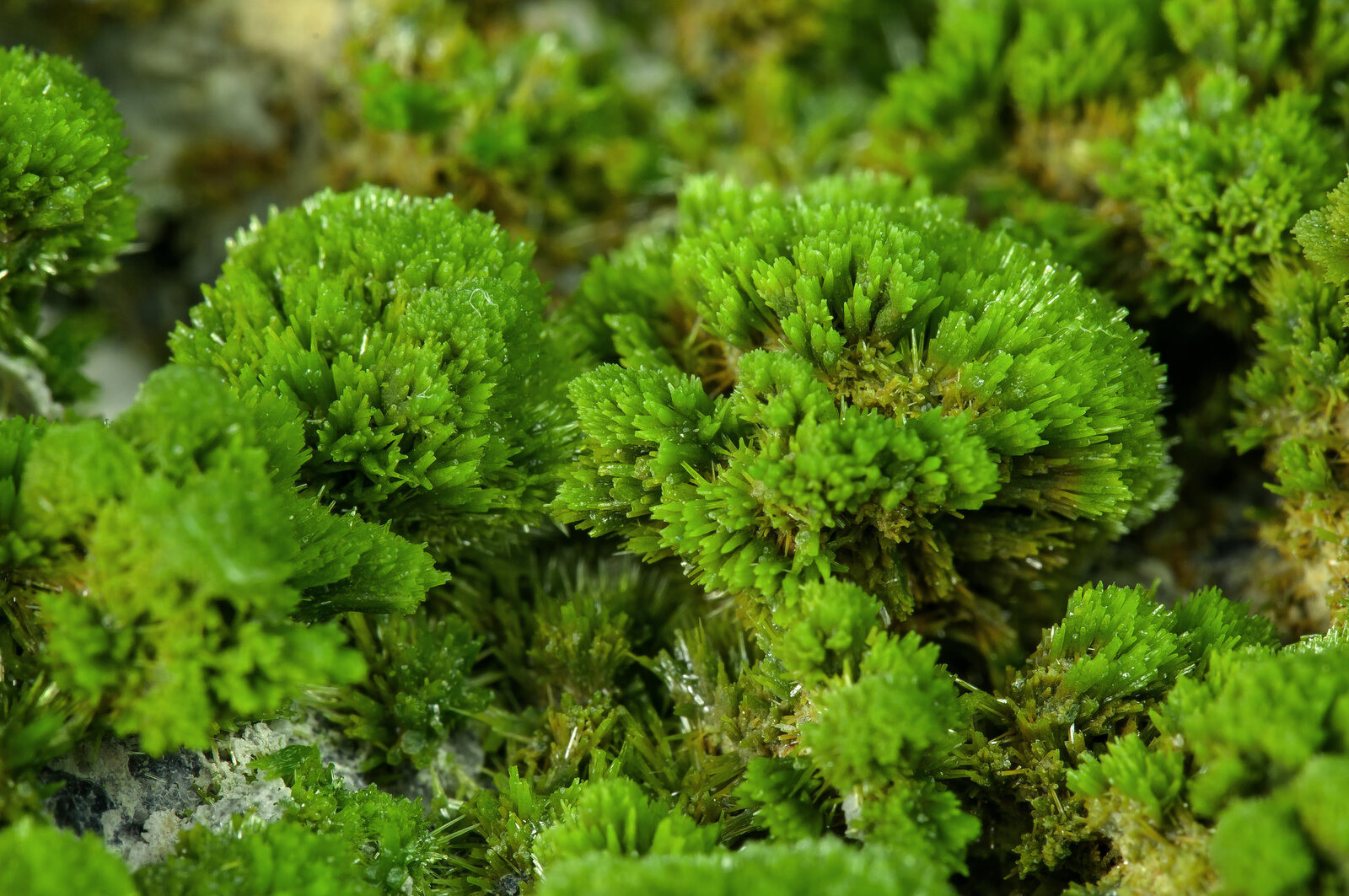 specimens/s_imagesAP9/Pyromorphite-TXA69AP9d.jpg