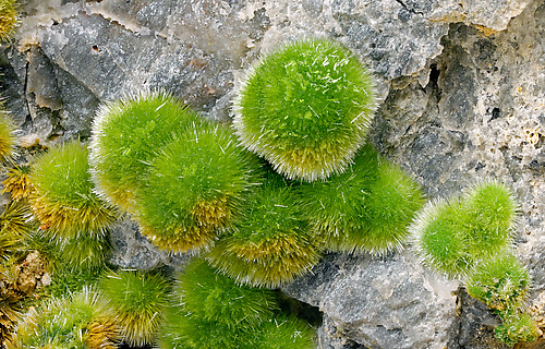 Pyromorphite with Quartz. Detail / Photo: Joaquim Calln