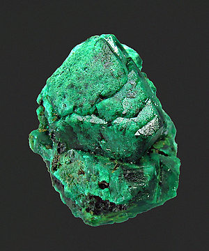 Euchroita. 