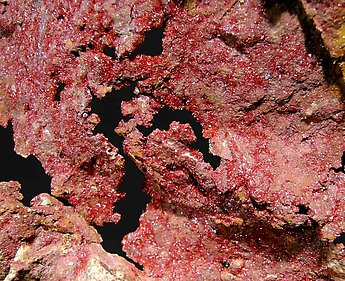 Cuprite (Chalcotrichite) with Copper. 