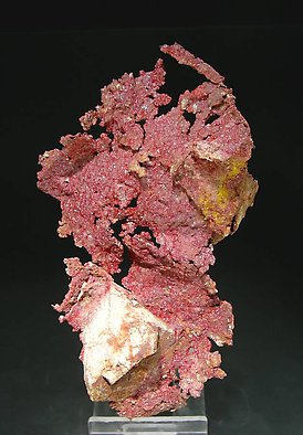 Cuprite (Chalcotrichite) with Copper. Front
