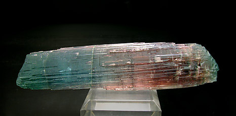 Elbaita bicolor. Vista frontal
