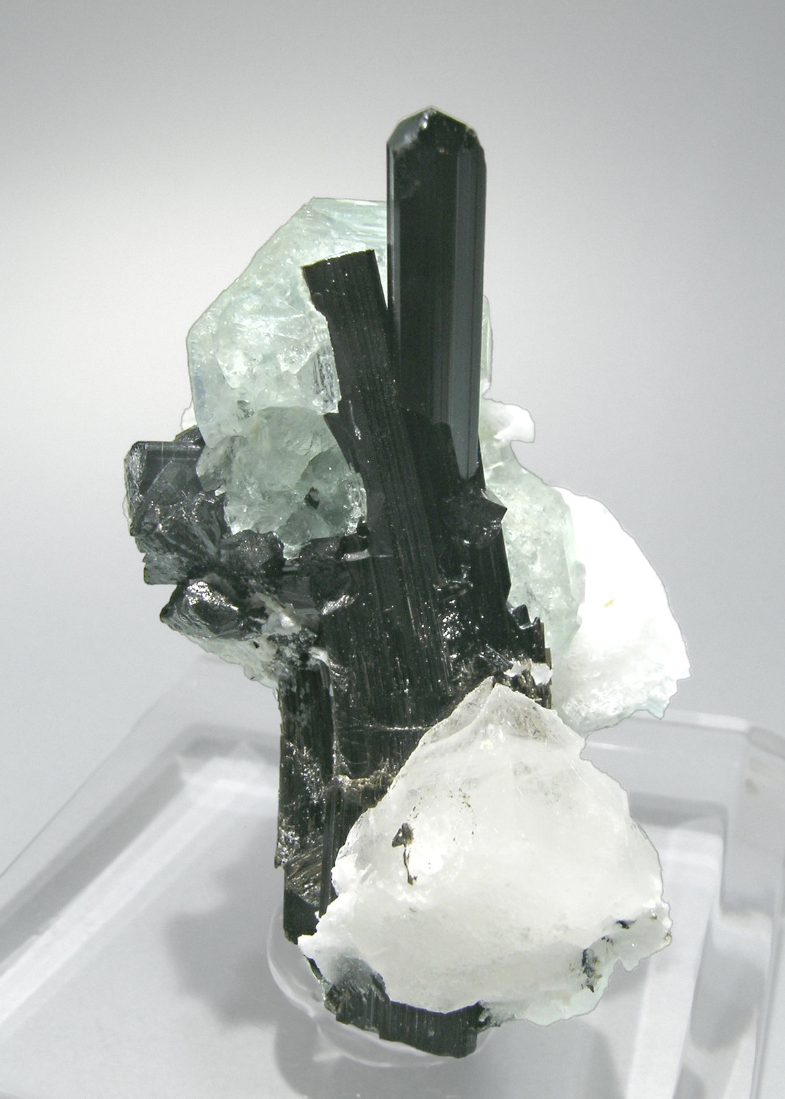specimens/s_imagesM2/FR16M2s.jpg