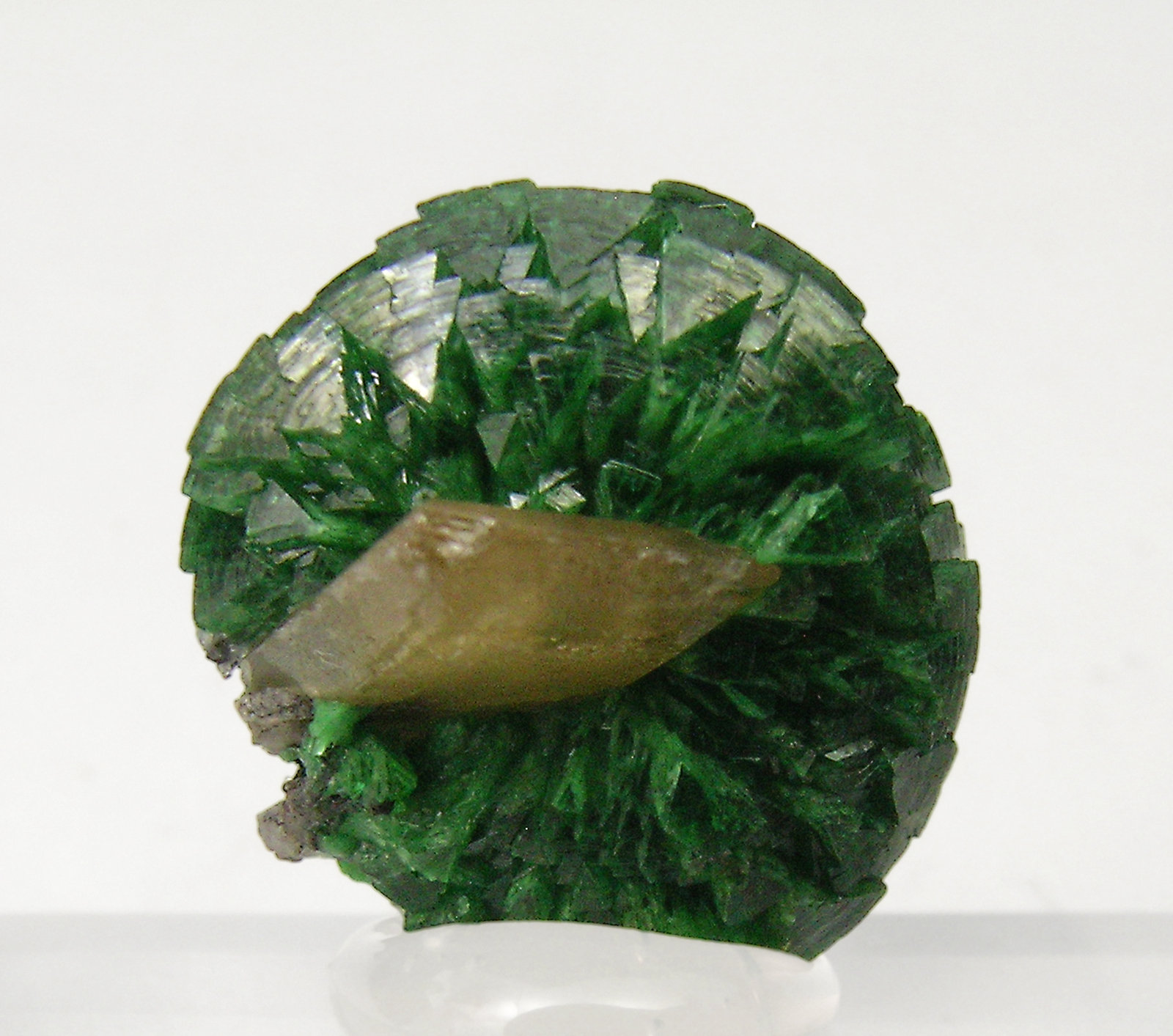 specimens/s_imagesQ3/Cuprian_Adamite-TJ48Q3r.jpg