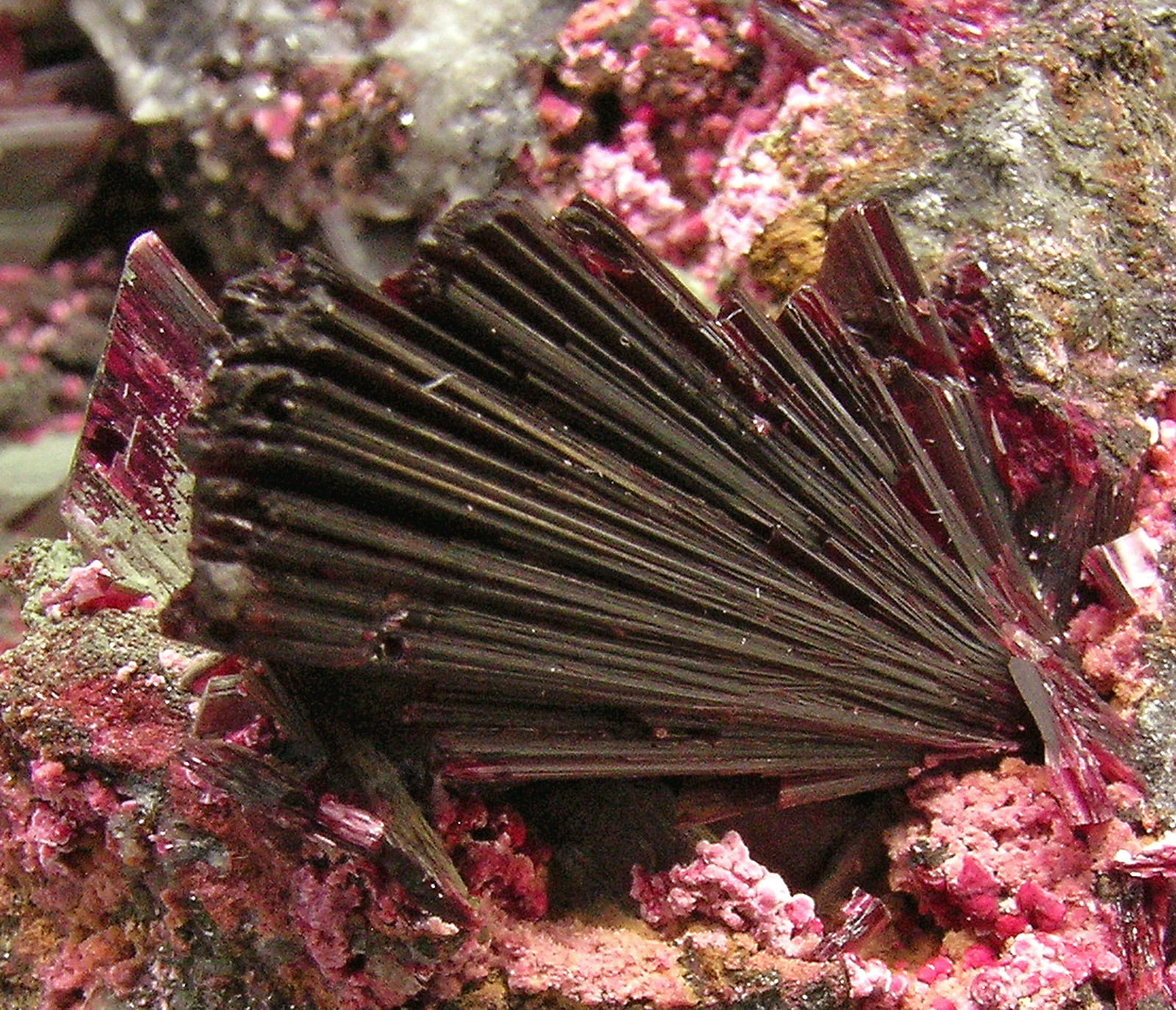 specimens/s_imagesQ7/Erythrite-EQ69Q7d1.jpg