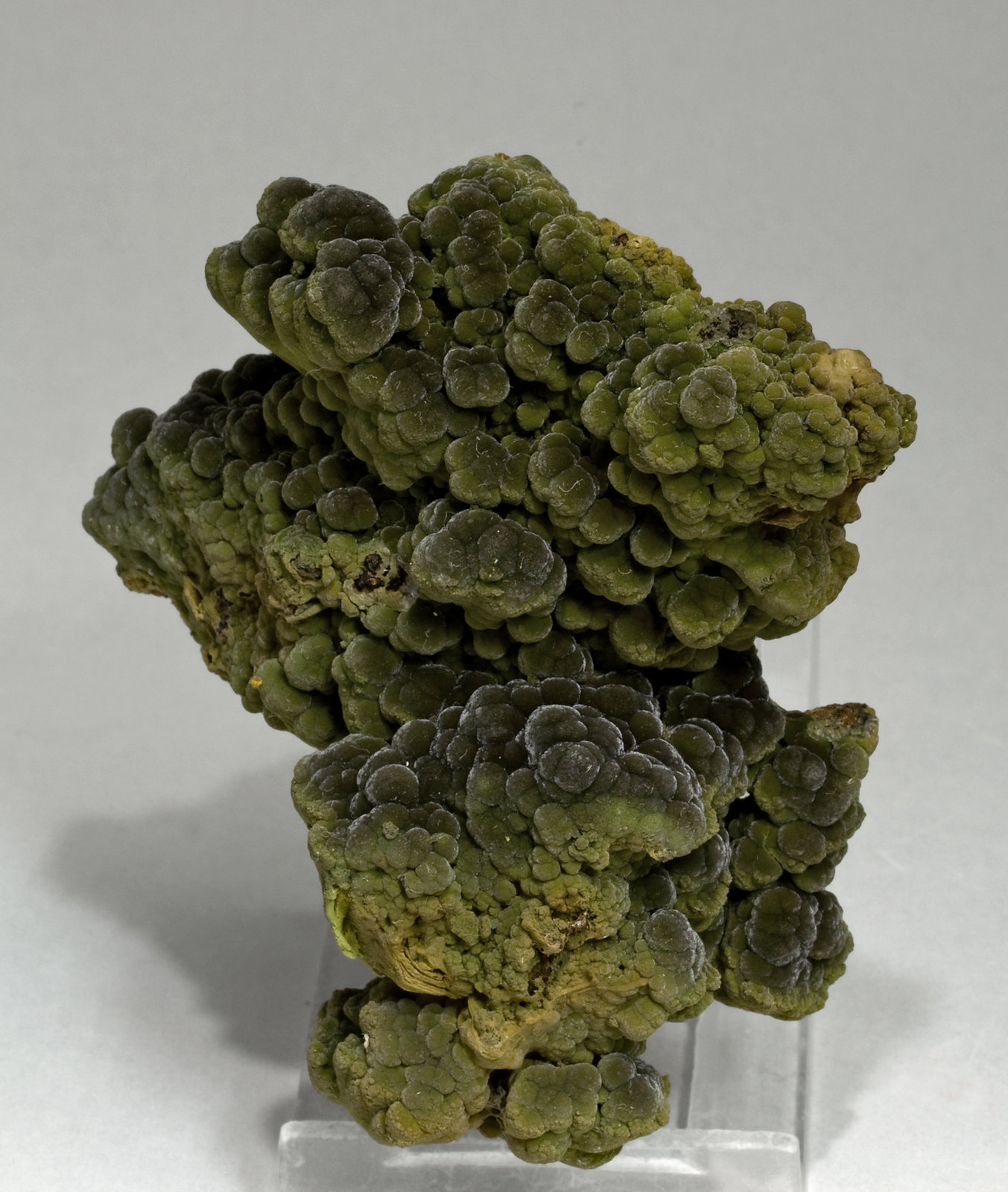 specimens/s_imagesV1/Mottramite-TD17V1f.jpg