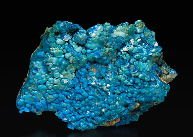 Allophana.