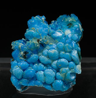 Allophana.