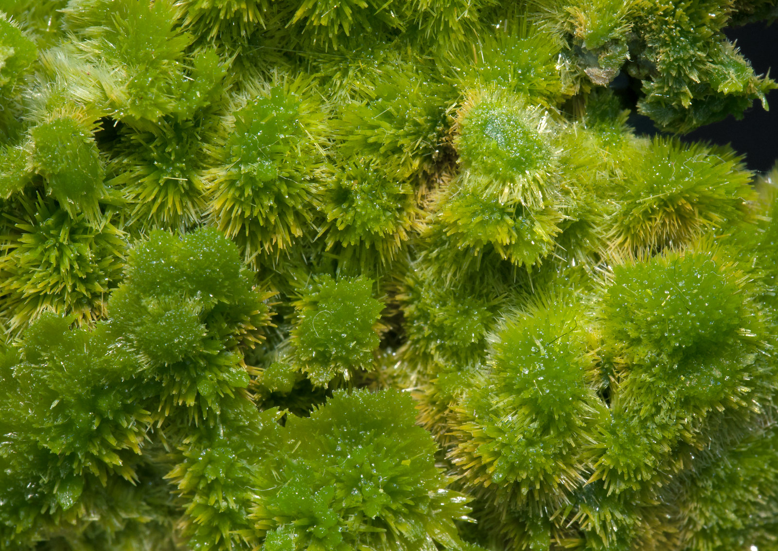 specimens/s_imagesX1/Pyromorphite-EJ14X1d.jpg