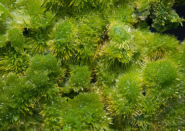 Pyromorphite. 