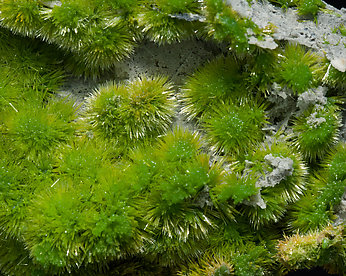 Pyromorphite. 