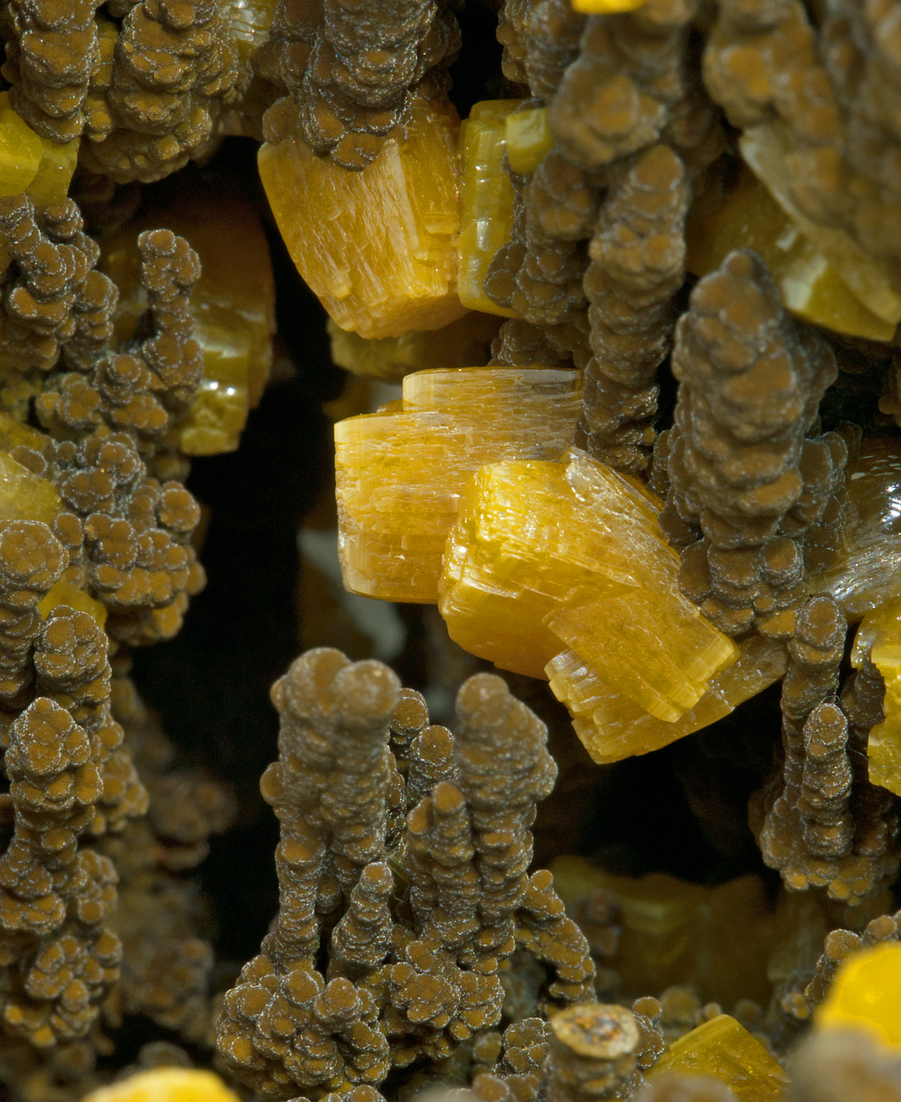 specimens/s_imagesX6/Wulfenite-TA87X6d.jpg