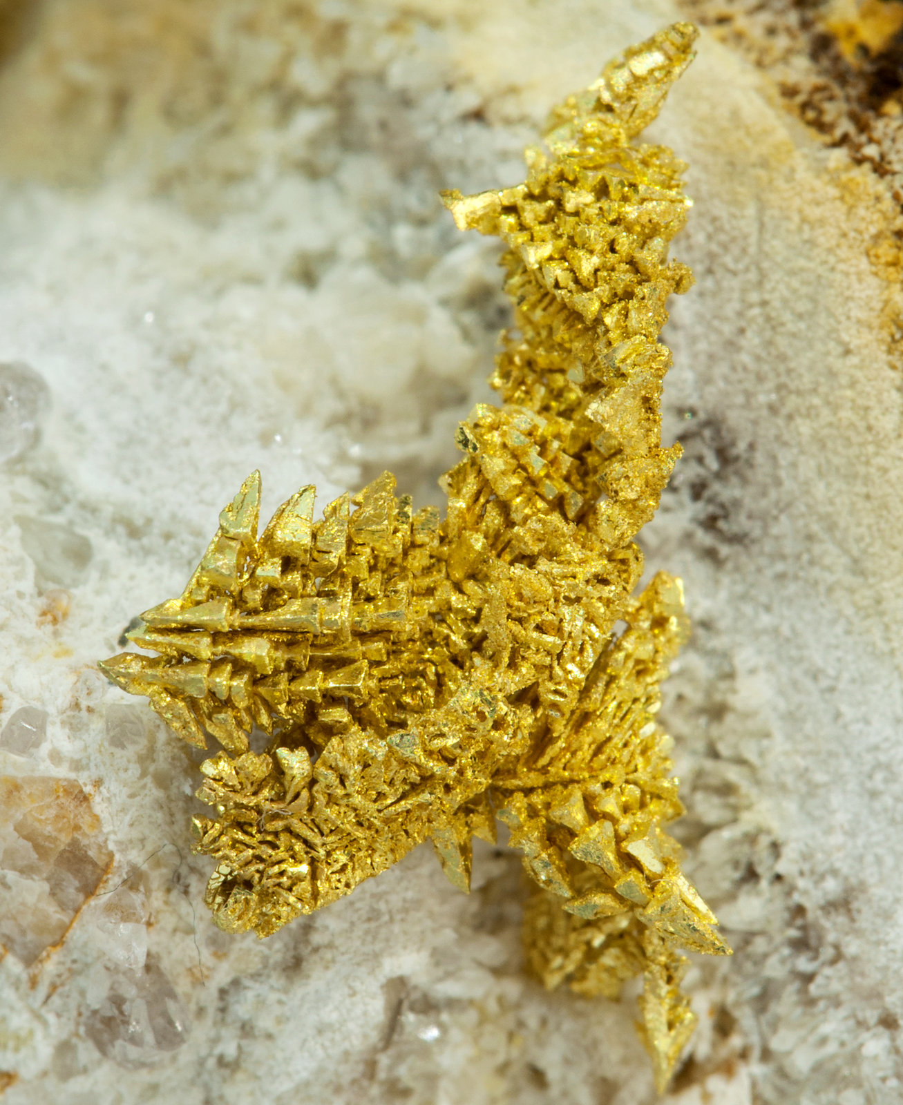 specimens/s_imagesX8/Gold-TB97X8d2.jpg