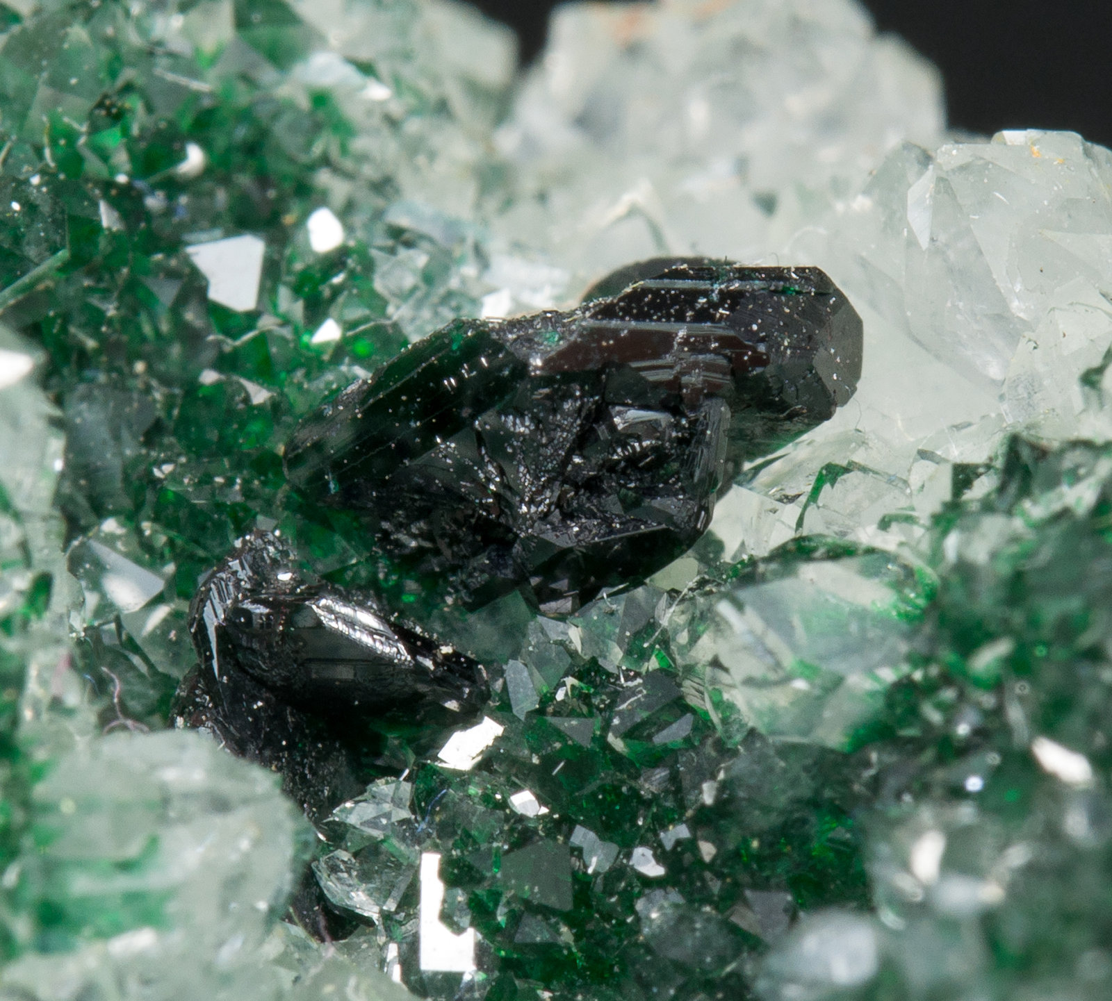 specimens/s_imagesZ2/Clinoatacamite-TF66Z2d.jpg